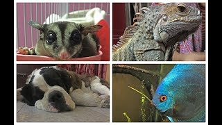 My 12 pets Wildly Indian [upl. by Mcclenon]