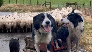 Two brilliant border collies herding sheep [upl. by Raskin]