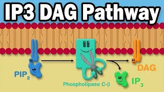 IP3 DAG Calcium Pathway [upl. by Mitchael]