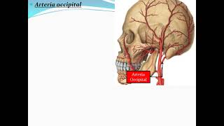 Anatomía  Compartimiento Carotídeo y Arterias Carótida Común y Externa [upl. by Mixam161]