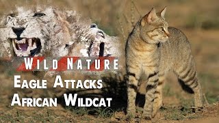 Eagle Attacks African Wildcat  WILD NATURE [upl. by Ellehcyt]