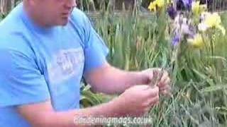 Dianthus Cuttings [upl. by Sheree]