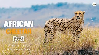 African Cheetah  हिन्दी डॉक्यूमेंट्री  Wildlife documentary in Hindi [upl. by Yenwat]