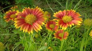 All about Gaillardia plant care Blanket FlowerTriple A [upl. by Sillad490]