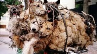 Thailands Dog Meat and Skin Business [upl. by Ballman582]