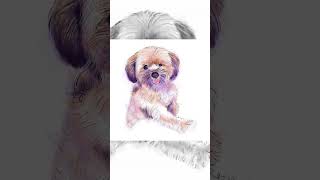 Pet portrait in digital watercolor  procreateart procreate digitalart portrait dog timelapse [upl. by Erdnaek719]