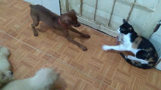 Angry Kitten Growling And Hitting Puppies By Fighting for Food [upl. by Reich]