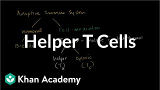 Helper T cells  Immune system physiology  NCLEXRN  Khan Academy [upl. by Silvanus]