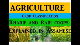 Agriculture কৃষি বিজ্ঞান Kharif and Rabi crops  Assamese  ADOAPSC [upl. by Einnob]