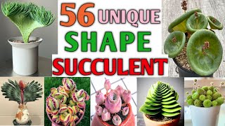 56 Unique Shape Succulents  Rare and Unique Succulents  Pattern Succulents  Plant and Planting [upl. by Eizzil933]