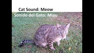 Cat Sound Meow Pets Noises  Sonido del Gato Miau Sonidos de Animales [upl. by Zaslow686]