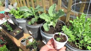 Growing Kale amp Collards in Containers Patio Garden  MFG 2014 [upl. by Gnoc461]