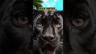 Black Panther Roars shorts viral free video [upl. by Teragram]