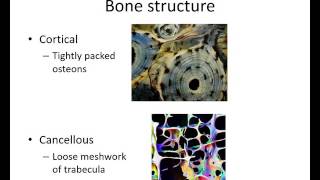 Orthopaedic Trauma for med students 1 [upl. by Simmonds119]