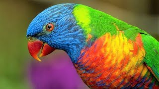 10 Most Beautiful Lorikeets on Planet Earth [upl. by Woodruff]