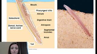 Intro to Phylum Chordata Cephalochordata and Urochordata [upl. by Neyut281]