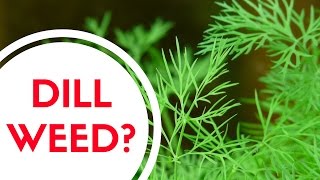 What Is Dill Weed [upl. by Alva]