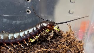 Scolopendra gigantea quotBlackquot  블랙 기간티아의 첫 청개구리 피딩  ScGigantea eats a tree frog  Black gigantea [upl. by Lawry]