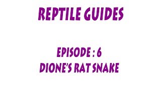 SNA GUIDES  Diones or Steppes Rat snake Elaphe dione [upl. by Oretos]