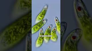 O movimento hipnotizante da microalga Euglena microbiologia microorganismos [upl. by Maida85]