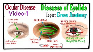 Eyelids  Gross Anatomy amp General Features [upl. by Pals]