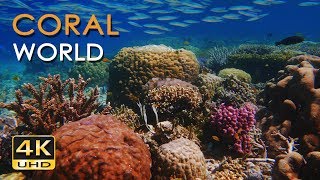 4K Coral World  Tropical Reef Fish  Relaxing Underwater Ocean Video amp Sounds  No Loop  Ultra HD [upl. by Lon]