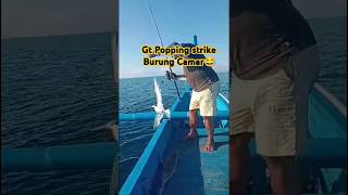 Mancing Popping malah Strike burung camar😂 fishing shortsvideo mancing [upl. by Marietta]