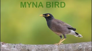 Myna Bird In Open Orchards Of Kashmir 🐦  Our Farm [upl. by Wickner]