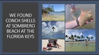 We Found Conch Shells at Sombrero Beach in the Florida Keys [upl. by Bethezel]