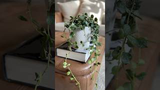 Plant Check Hoya Curtisii leca plants houseplants hoya semihydroponics roomwithry [upl. by Lennad]