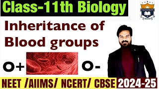 Inheritance of Blood Groups  Blood Groups Inheritance  Body Fluids and Circulation class 11 Biol [upl. by Anivlis]