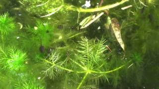 Tadpoles in garden pond HD [upl. by Ztnahc]