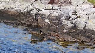 Connemara Otter Wonders At My Drone [upl. by Evars]