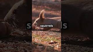 Mind Blowing Facts Squirrels shorts animals funfacts informative [upl. by Jaime]