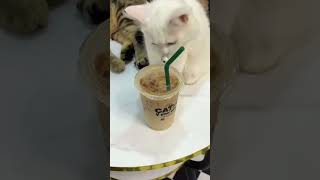 KOH PHANGAN travel diary ragdoll kitty cafe [upl. by Raab400]