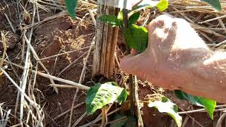 Cultivo do MARACUJÁ Cuidados e condução da planta [upl. by Evreh]