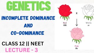 INCOMPLETE DOMINANCE amp CO  DOMINANCE  Genetics  class 12th  NEET LetmeteachBio [upl. by Lesya]