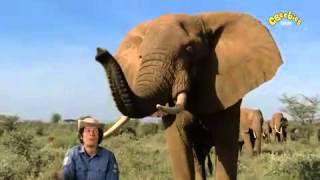 Andys Wild Adventures  Elephant Safari [upl. by Silevi]