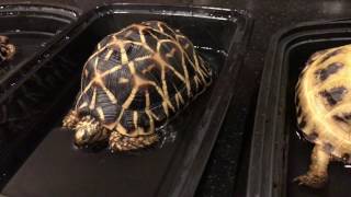 WHY SHOULD YOU SOAK YOUR TORTOISE INDIAN STAR TORTOISE ANS RUSSIAN TORTOISE [upl. by Noyes]