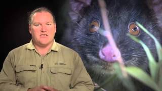 Relocating the Western Ringtail Possum [upl. by Sulrac]