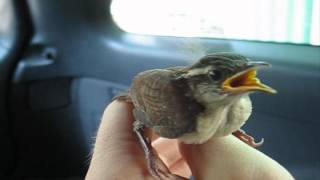 Carolina Wren  Hatchlings Nestlings amp Fledgling [upl. by Libbey]