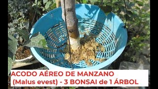 CÓMO HACER ACODO AÉREO DE MANZANO ֍ Hacer varios Bonsai de un árbol Malus everest [upl. by Nylidam]