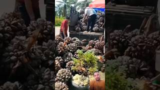 Buah Nipah rawa Sangat luas panennya nipah fruitsegar [upl. by Ahsienor167]