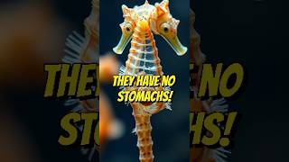 Male Seahorse Pregnancy Shocking Animal Fact shorts animals facts [upl. by Hpseoj268]