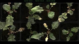 Plant Drought Recovery Timelapse With Motion Vectors [upl. by Behah]