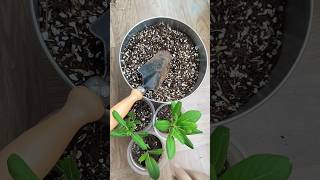 Repotting vinca cuttings 🌿 sadabahar कटिंग्स की रिपोटिंग 🫰🫰shorts [upl. by Ard721]