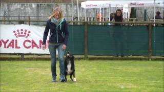 MIND THE DOG LYCAN 1° cac 2955 punti 4° selezione per i Mondiali Obedience 2017 [upl. by Granville]