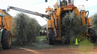 Oxbo 6420 Super High Density Olive Harvester [upl. by Swirsky]