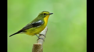 green backed Flycatcher [upl. by Mayram910]