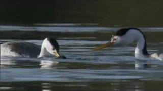 Life  Clarks Grebe The Courtship Dance  BBC One [upl. by Noletta]